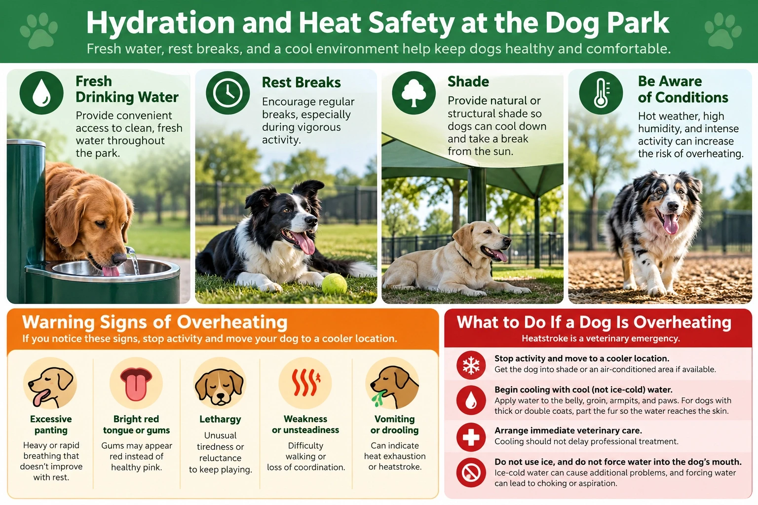 Dog park hydration and heat safety infographic showing drinking water, rest breaks, shade, overheating warning signs, and emergency cooling steps.